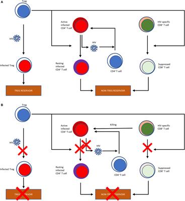 Regulatory T Cells As Potential Targets for HIV Cure Research